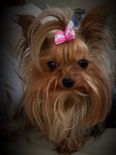 Paisley My Baby Girl Yorkshire Terrier Puppies Cute Small Dogs