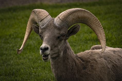 Bighorn Sheep Ram Animal Free Photo On Pixabay Pixabay