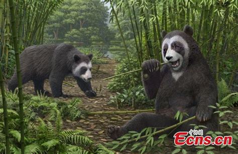 Fossil Reveals Pandas Ate Bamboo With False Thumb 6 Million Year Ago