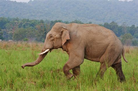 Indian Asian Elephant Male 1 Photograph By Jagdeep Rajput Pixels