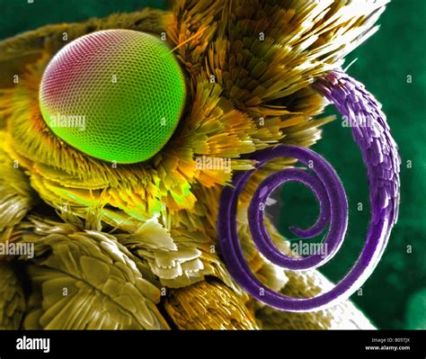Butterfly Face Under Microscope