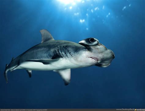 Hammerhead Shark Tropical Fishunderwater Sea Life Wallpapers Desktop