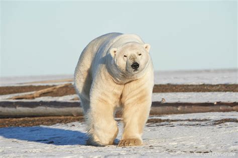 Male Polar Bear Near The Beaufort Sea Alaska Alaska Carl Donohue