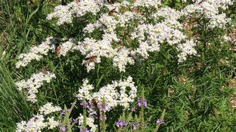 Slender Leaved Mountain Mint Plant Database