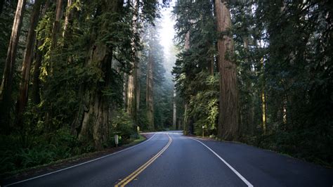 Hintergrundbilder Natur Bäume Wald Redwood Straße Nebel Gras