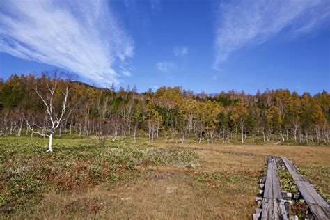 Beautiful Early Morning White Birch Forest Autumn Leaves In Japan Stock