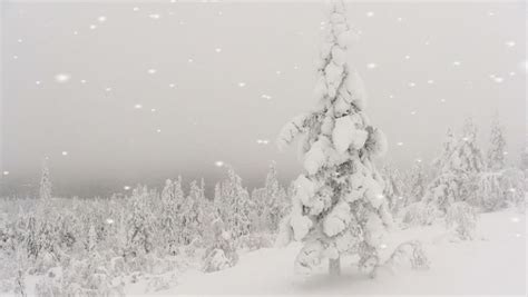 Snowflakes Falling On A Winter Wonderland Of Snow Covered Pine Trees In