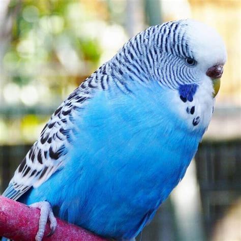 Top 70 Blue Bird Names Unique Name Ideas For Pet Blue Bird Petpress