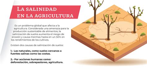 Mapa Agrícola De Afectación Por Salinidad En México Secretaría De