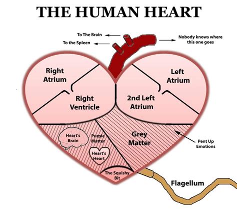 Heart diagram | Heart diagram, Human heart diagram, Simple heart diagram