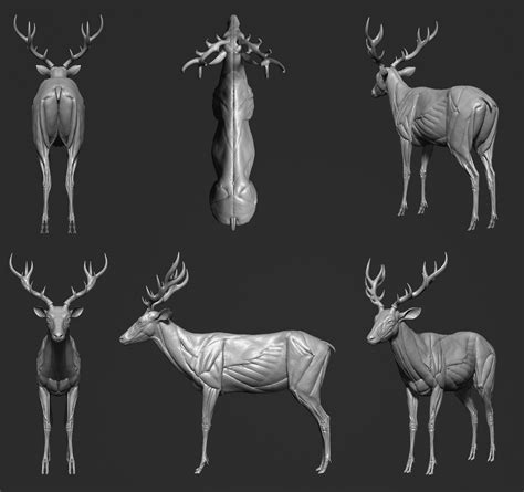 Deer Anatomy Anatomical Charts And Posters
