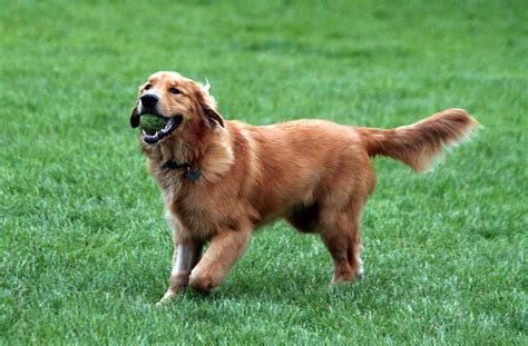 The Ultimate Guide To Golden Retrievers Everything You Need To Know