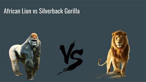 Animal Face Off Battle African Lion Vs Silverback Gorilla Youtube