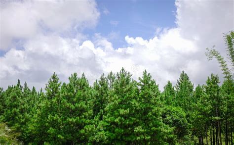 Pine Tree Forest In Highlands Mauritius Stock Photo Image Of Natural