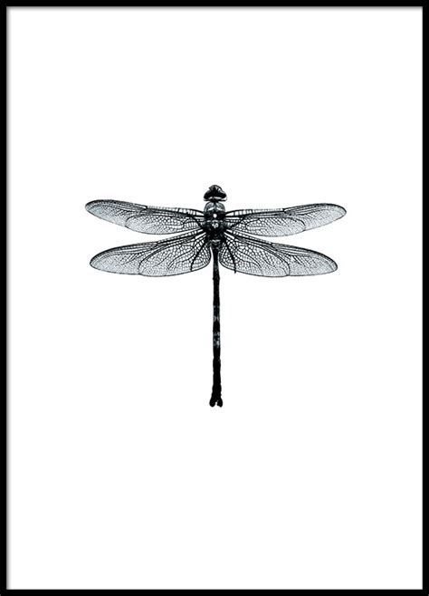 Dragonflies Zwart Wit Poster Libellen