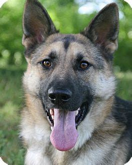 Come see our german shepherd puppies & other puppies for sale today. Nashville, TN - German Shepherd Dog. Meet Mavrik a Pet for Adoption.