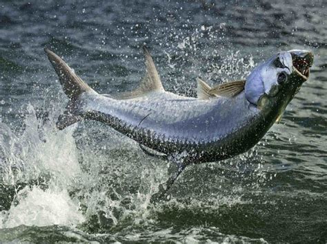 5 Tips For Catching Tarpon In Southwest Florida