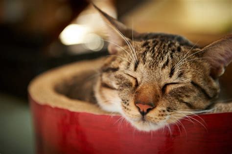 Cat Face Striped Cat Sleeps Wallpapers Hd Desktop And Mobile