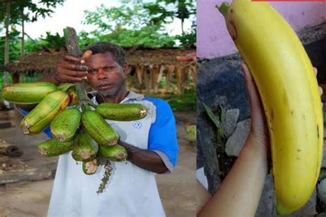 Musa Ingens Papua The Giant Banana With A Height Of 30 Meters From The