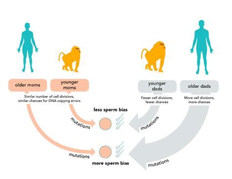 Describe The Type Of Mutations That Affect Evolution