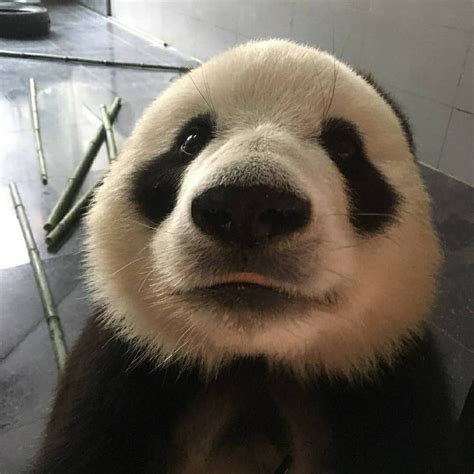 Pin On Pandas