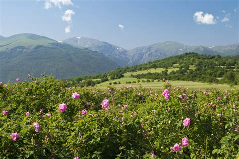 Valley Of Roses Wine Region Bulgaria Winetourism