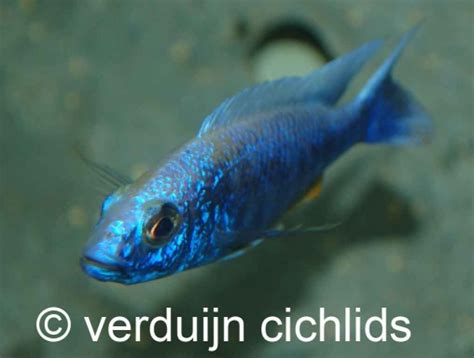 Sciaenochromis Fryeri Snow White Verduijn Cichlids