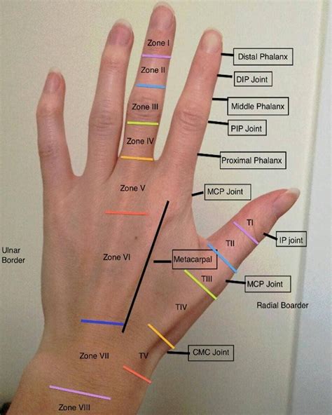 Hand Extensor Tendon Anatomy Sexiz Pix