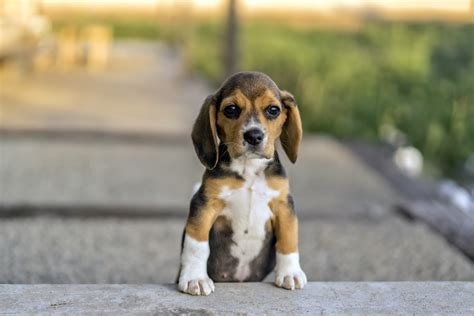 Beagles 1080p 2k 4k Full Hd Wallpapers Backgrounds Free Download