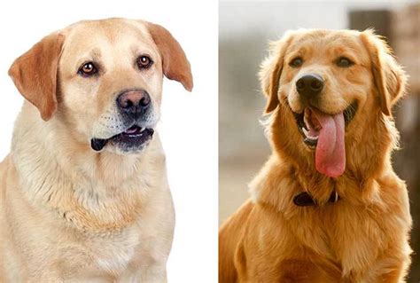 Golden Retriever Puppies Vs Labrador Puppies Compare Golden Retriever