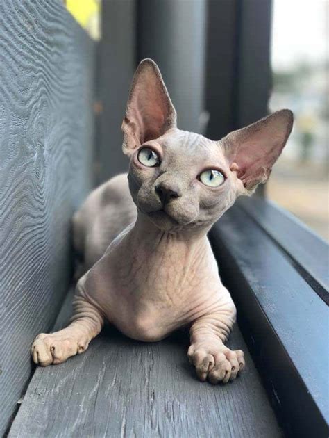 Meet Sphynx Cats The Most Adorable Hairless Felines In 2021 Cute Hairless Cat Sphynx Cat