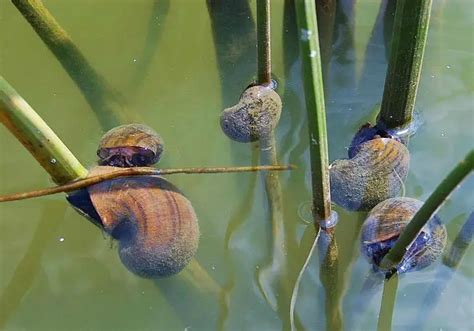 These Snails Kill Over 200000 People Each Year