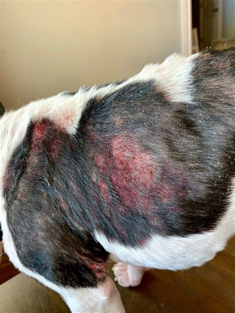 The french bulldog descended from the english bulldog in the 1800's when it was translocated to france. Itchy Frenchie Update: February 2019 - Itchy Frenchie