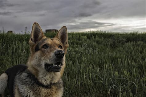 738 Angry German Shepherd Dog Photos Free And Royalty Free