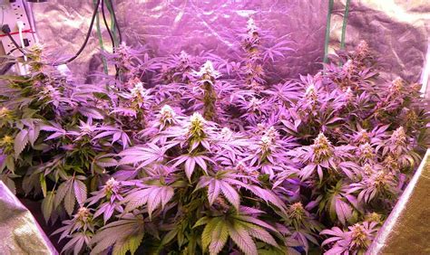 Cannabis Grow Light Upgrade Guide Yields And Potency