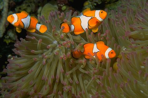 Three Clownfish In Anemone 1 Free Photo Download Freeimages