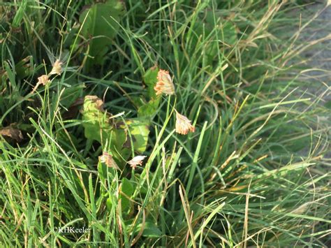 A Wandering Botanist Plant Story The Amazing Dioecious Buffalo Grass