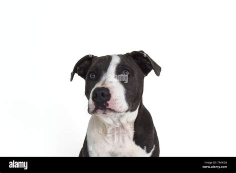 White Staffordshire Bull Terrier High Resolution Stock Photography And