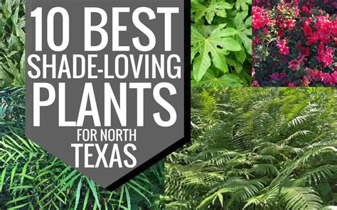 Plants For Dallas Your Source For The Best Landscape Plant
