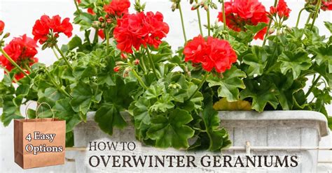 4 Easy Ways To Overwinter Geraniums — Empress Of Dirt