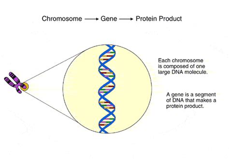Overview Of Single Gene Defects Childrens Wisconsin