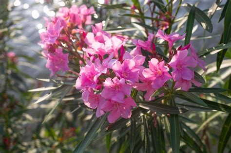 Gewoehnlicher Oleander Bilder Kostenloser Download Auf Freepik