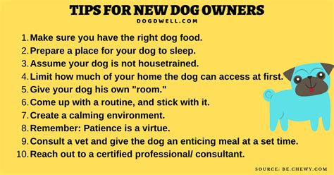 15 Tips For New Dog Owners For A Successful Petting Dogdwell