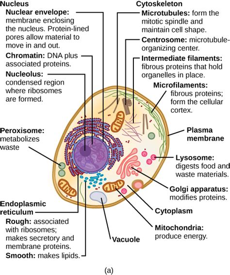 Cell membrane, nucleus, nucleolus, nuclear membrane, cytoplasm, endoplasmic reticulum, golgi apparatus, ribosomes, mitochondria, centrioles organs are therefore arrays of cells all working together to perform a bigger picture function. Pin on Teaching