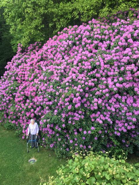 A Local Gardener And Her Massive Rhododendron Rgardening
