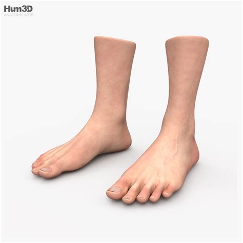 Male Foot 3d Model Download Anatomy On