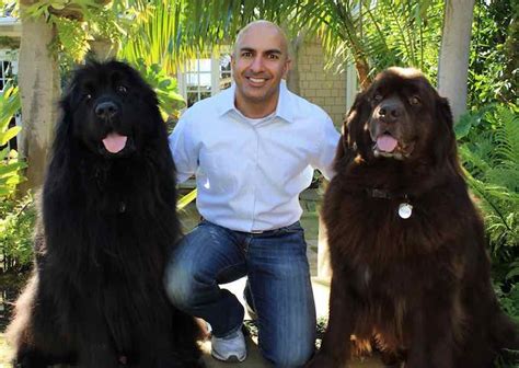 Newfoundland Dog Size Comparison