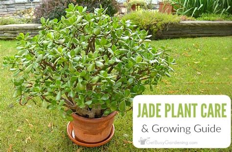 Make sure the soil is dry before repotting. Jade Plant Care Tips (How To Grow & Take Care Of A Jade ...