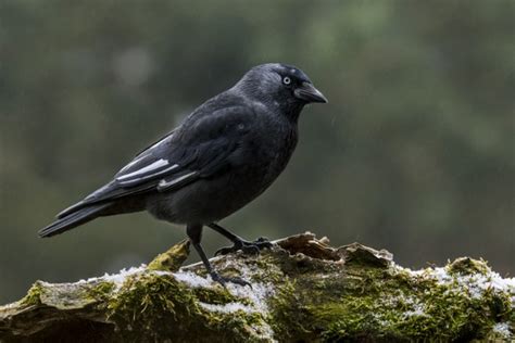 British Crow Guide Corvid Facts How To Identify And Where To See