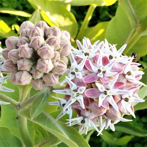 Showy Milkweed Seed Asclepias Speciosa Flower Seeds